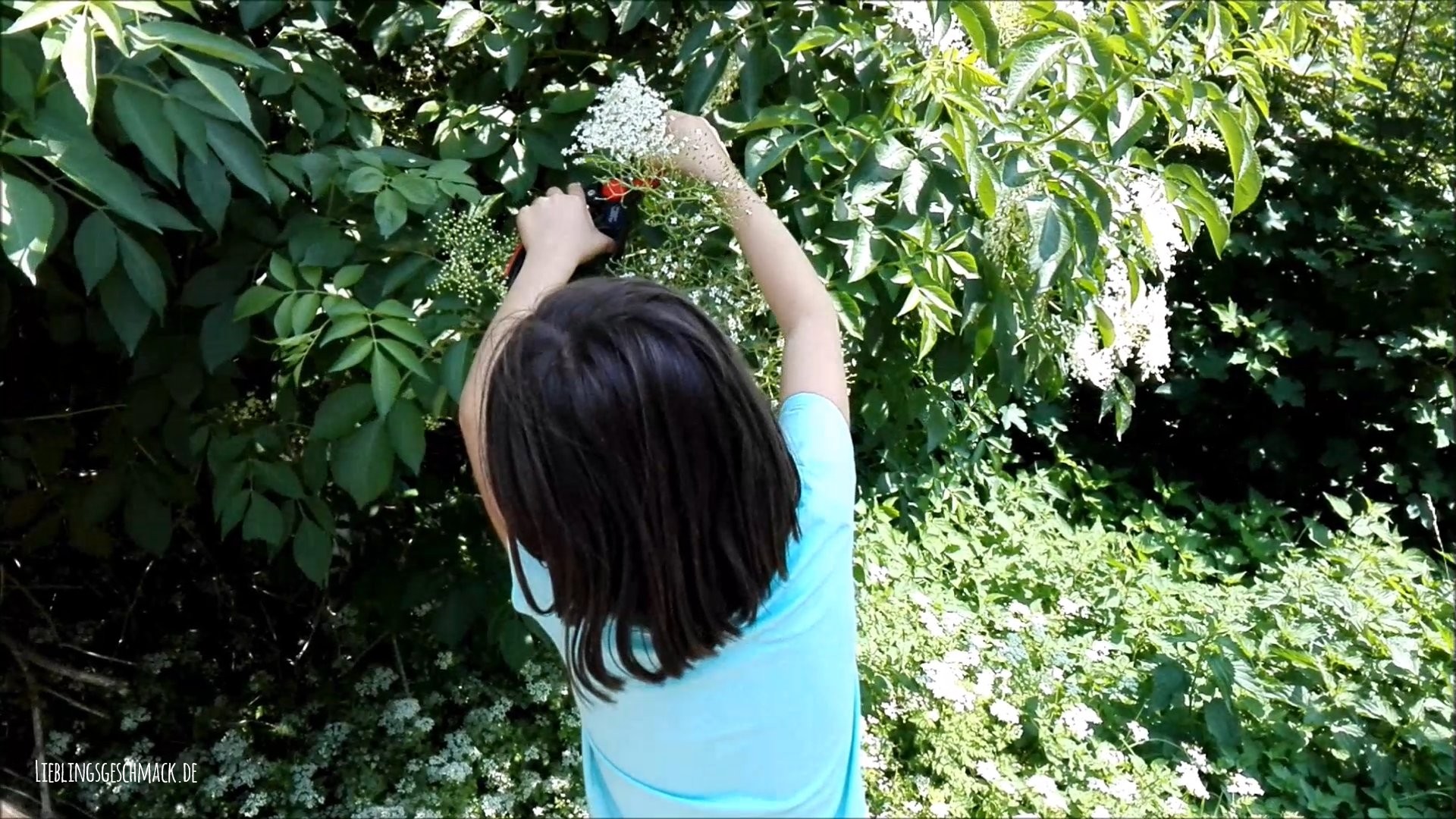 Holunderblüten Gelee - Rezept - Lieblingsgeschmack.de